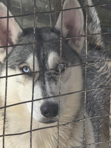 Siberian husky - photo 2 of 4