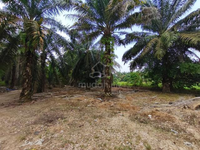 Pekan Nanas Agriculture Land @ Pontian 1