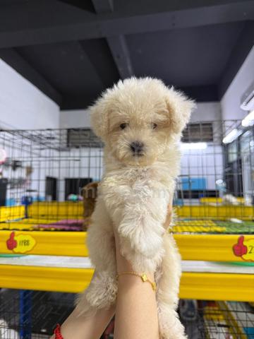 Maltipoo  - photo 2 of 4