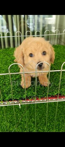golden doodle w - photo 4 of 6
