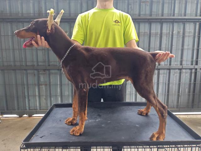 Male Doberman MKA puppy Ads - photo 3 of 3