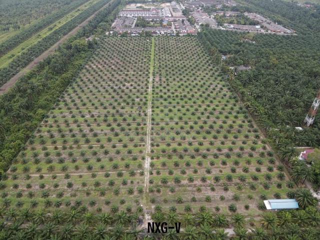 FULLY ACCESSIBLE TO TAR ROAD !! Teluk Intan Agriculture Land Perak 1
