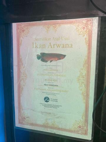 24inch super red & blood red arowana - photo 3 of 3