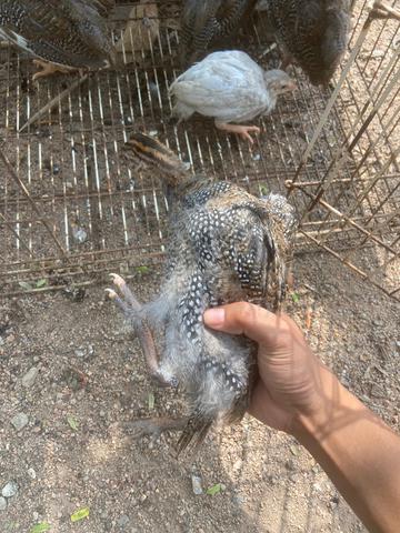Carousel Image