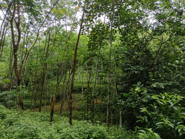 Rubber tree land in Kalumpang Selangor 1