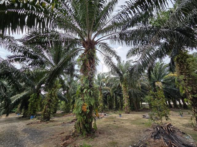 STRATEGIC Agricultural Land Seri Merlimau, Muar, Umbai 1