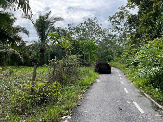 kebun sawit 1