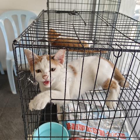 cat kucing - photo 2 of 5