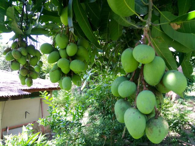 Baja Buah Lebat - photo 3 of 3