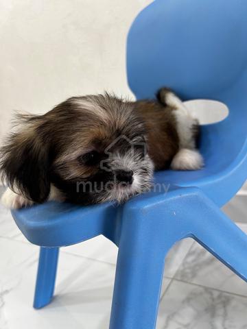 Pure! Classic Tri Colour Shih Tzu Puppy 西施犬 2710B - photo 3 of 6