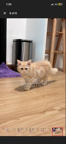 kucing parsi - photo 6 of 6