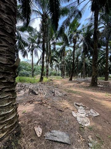 Freehold Agriculture Land Oil Palm Sungai Rambai 1