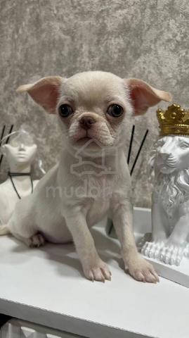 Carousel Image