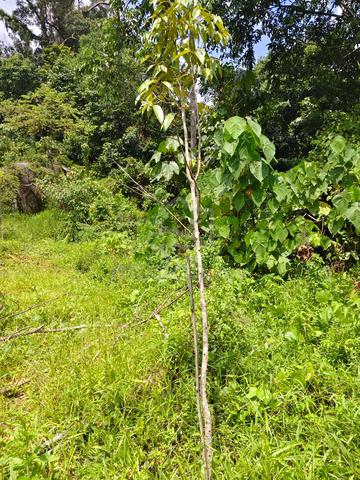 Kebun Durian Cantik (Lot Kedua Tepi Jalan Utama) Bukit Diman, Ajil 1
