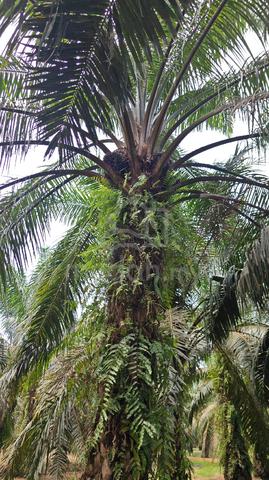 Kebun kelapa Sawit Untuk Dijual( Pokok mudah 10 tahun)) 1
