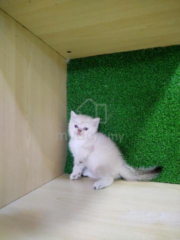 BSH British Short Hair Female For Sale KucingMurah - photo 3 of 4