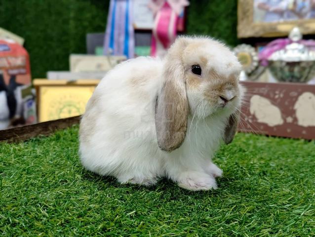 Arnab Holland Lop Rabbit, bkn - photo 3 of 5
