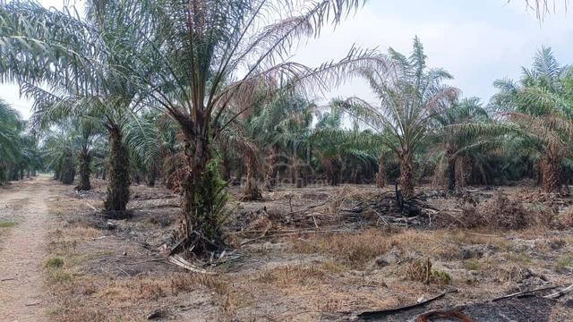 11 Acres Freehold Agricultural Land for Sale, Jalan Kapar Batu 14 1