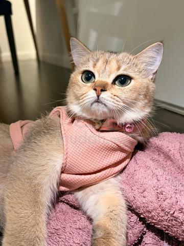 British shorthair - photo 6 of 6