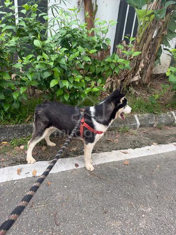 Husky puppy - photo 3 of 5
