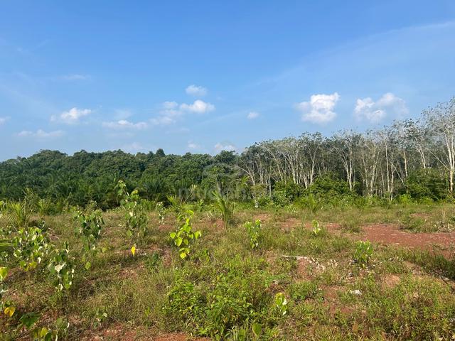 Tanah sawit bukit tanah merah segamat johor 1