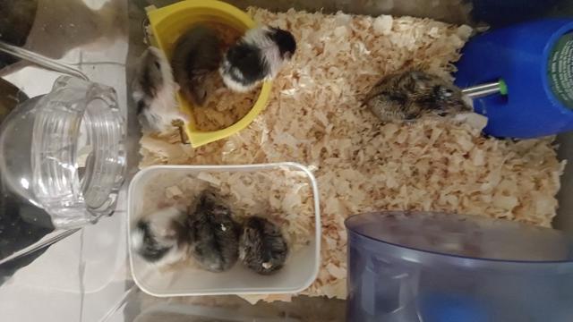 Hamster jual murah2 ja.. - photo 4 of 4