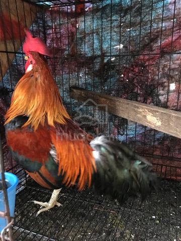 ayam hutan - photo 3 of 5
