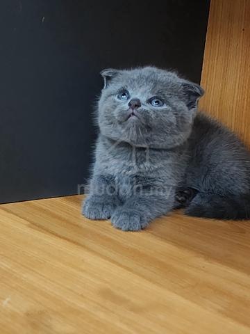 Scottish fold male - photo 2 of 2