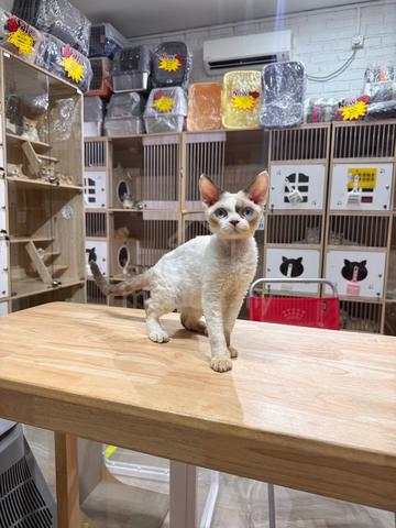 seal bicolour Devon Rex can send Singapore - photo 3 of 5
