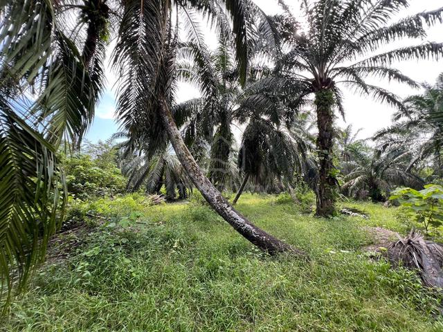 Freehold 2.4 Ekar Tanah Ladang Sawit RTB Air Putih Taiping, Perak 1
