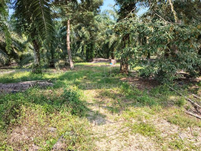 Tanah Lot Kg Sri Ladang Rengit Batu Pahat 1