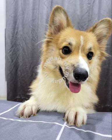 are pembroke welsh corgis friendly or dangerous to strangers