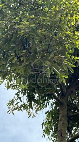 Senai Agricultural Land For Sale 1