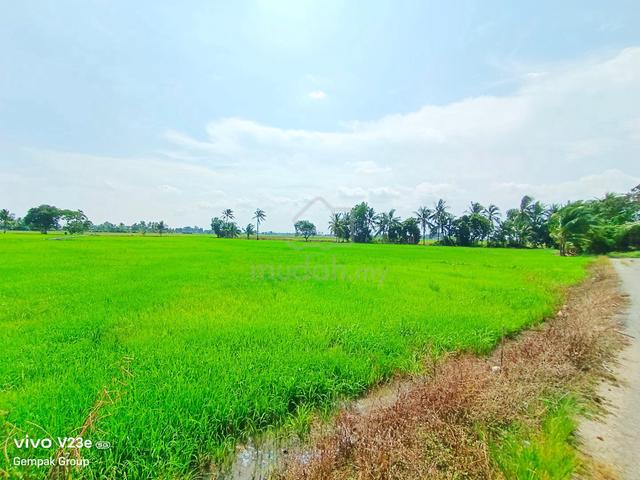 Tanah Sawah 1.5 Relong Depan Jalan Kampung Sungai Mati Tobiar Pendang 1