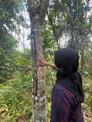 Tanah Kebun Getah Untuk Dijual 1