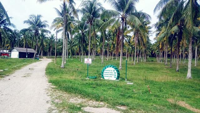 Tanah Psk Sawit 550 Ekar Panching Kuantan Pahang 1