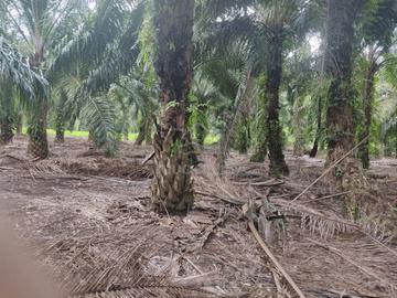 Kebun Sawit untuk dijual 1
