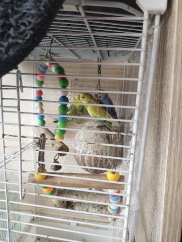 lovebird  - photo 5 of 6