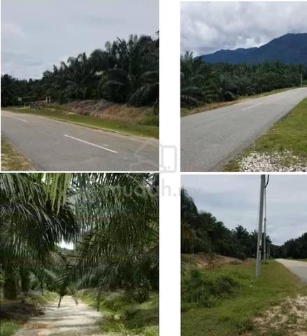 Tanah Sawit 181 Ekar Di Tawar Baling Kedah 2