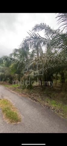 Tanah Sawit Tebuk Berihun Sabak Bernam 2