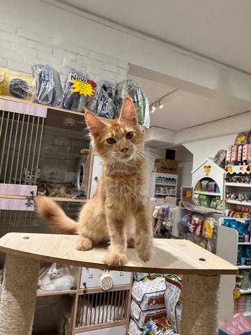 can send Singapore red mainecoon cat kitten - photo 3 of 6