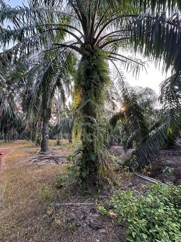Kebun Sawit 3 ekar, Matang, Taiping, Perak 1