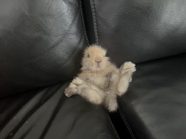 baby rabbit 2 weeks old(lion head mix holland lop) - photo 4 of 6