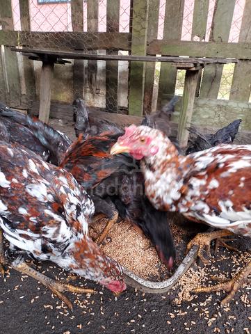 ayam kampung - photo 4 of 5