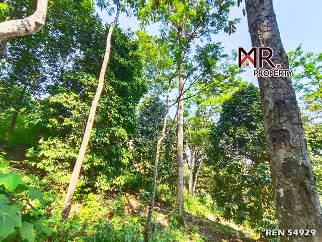 MANY ACCESS Durian Farm Sungai Pasir FOR SALE 1