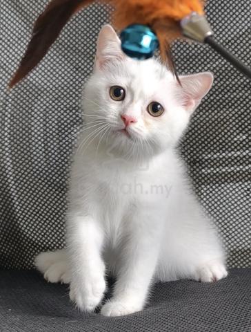 British shorthair Jantan  - photo 2 of 3