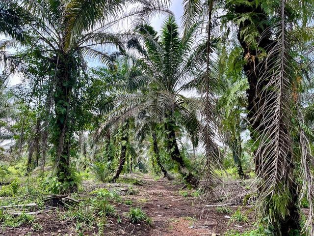 Johor Ayer Baloi Agricultural Leasehold Land For Sale 1