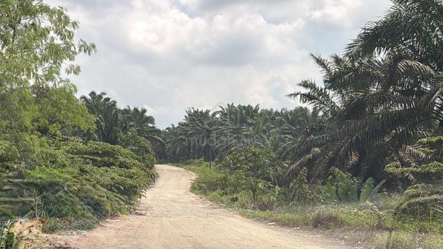 seelong senai agriculture land for rent 1
