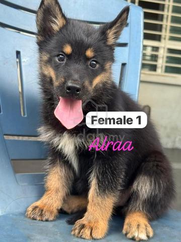 Long Haired Rottsky RottSky - Pets for sale in Kota Kinabalu, Sabah