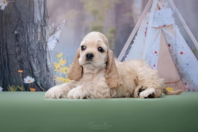Carousel Image